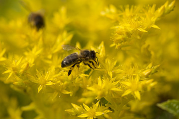 A honey bee on blooming flowers