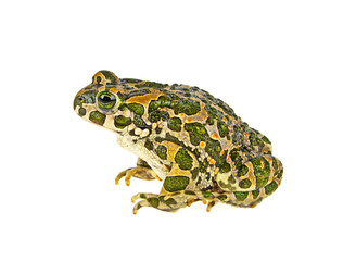 Fototapeta premium Frog isolated on a white background