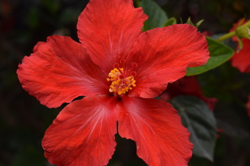 Red Flower