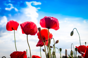 Obraz premium Mohnblumen-Feld - The Poppy Field