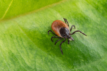 Interesting tick (Ixodes ricinus) on a green leaf. Dangerous parazite and carrier of infection. - obrazy, fototapety, plakaty