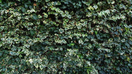 Green Leaves background photo, summer garden