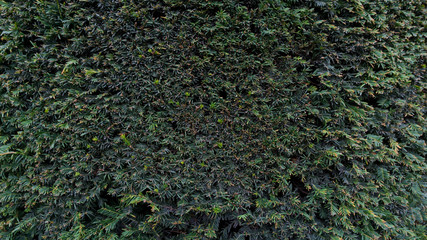 Green Leaves background photo, summer garden