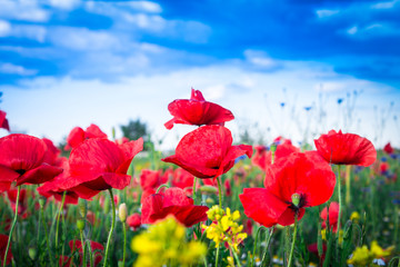 Obraz premium Mohnblumen-Feld - The Poppy Field
