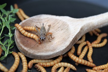 Mehlwürmer in Pfanne, Insekten als Nahrung/Grille und Würmer neben und auf holzenem Kochlöffel, rustikales Mahl im asiatischen Stil/alternative Mahlzeit, kochen mit Insekten