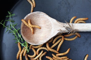 Mehlwürmer in Pfanne, Insekten als Nahrung/Grille und Würmer neben und auf holzenem Kochlöffel, rustikales Mahl im asiatischen Stil/alternative Mahlzeit, kochen mit Insekten