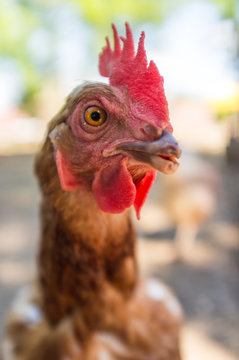 Closeup Rooster Farm
