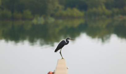 eastern mangroves abu dhabi