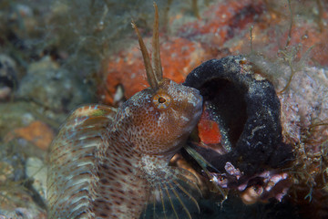 a small fish comes out on the rock