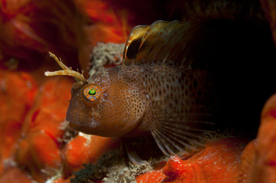 a small fish comes out on the rock