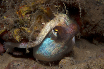 Octopus is camouflaged