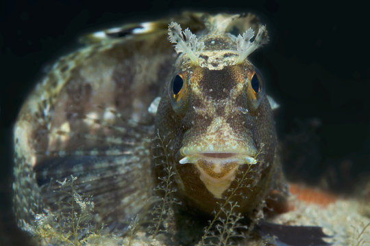 a small fish comes out on the rock