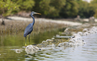 eastern mangroves abu dhabi