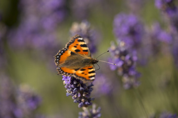 Butterfly Small Tortoiseshell on blooming lavender