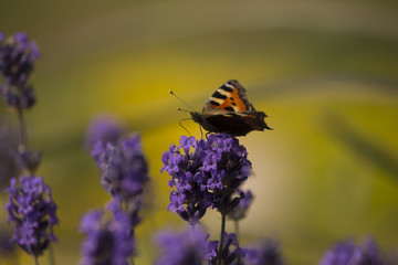 Butterfly Small Tortoiseshell on blooming lavender