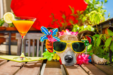 hangover  dog on summer holidays vacation with headache after cocktail