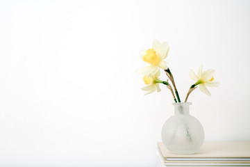 Beautiful pale yellow narcissus flower in flowerpot on table in front of white background. Floral composition