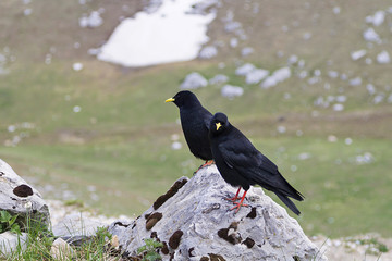 Choughs