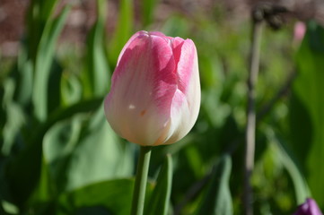 Tulips