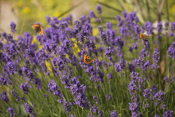 Fototapeta premium Butterfly Small Tortoiseshells on blooming lavender