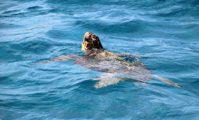 Fototapeta premium Caretta Caretta sea turtle on Zakynthos island
