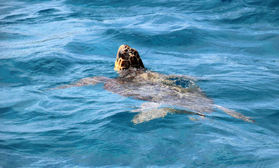 Caretta Caretta sea turtle on  Zakynthos island