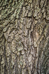Background. Texture of the bark of a tree on the whole frame. Vertical frame