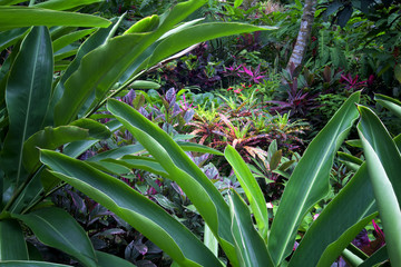 Obraz premium Tropical foliage at St. Peter Great House and Botanical Gardens. St. Thomas. US Virgin Islands.