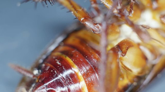 Close up of a pesky cockroach insect

