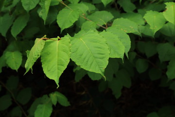 オオイタドリの葉
