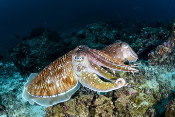 Two big cuttlefishes