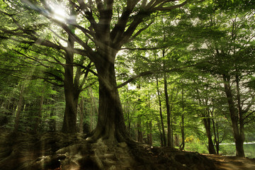 Arboles en el bosque con el sol entre las ramas
