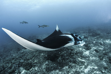 Obraz premium Giant Manta in Thailand