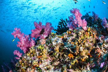Naklejka na ściany i meble Colorful coral reef