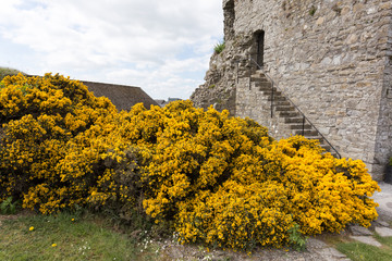 gorse bushes near Trim castle