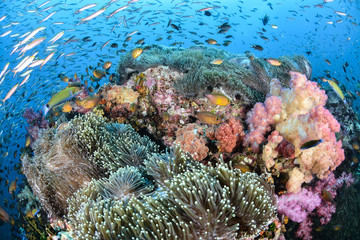 Colorful coral reef