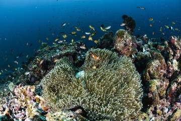 Clown Fish, anemone and reef