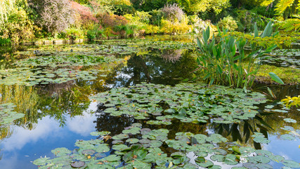 summer lake with water-lily flowers on blue water