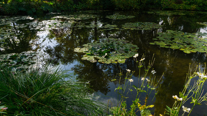 summer lake with water-lily flowers on blue water