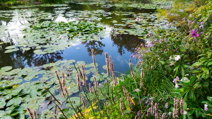 summer lake with water-lily flowers on blue water