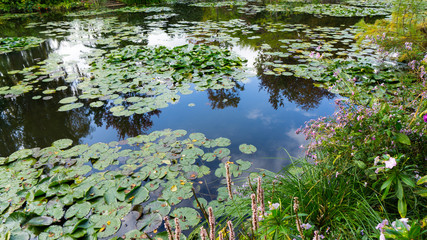 summer lake with water-lily flowers on blue water