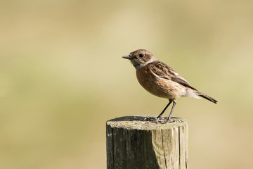 European Stonechat, Stonechat, Saxicola rubicola