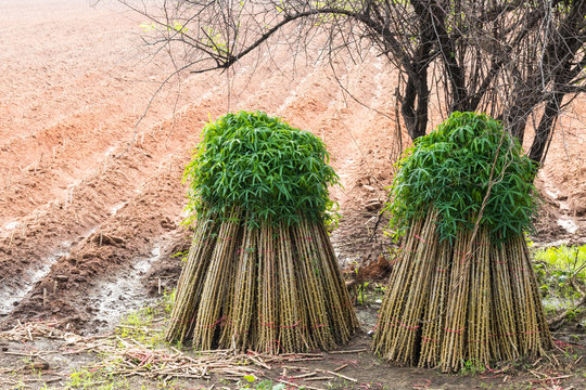 Cassava seedlings on cultivated plots.