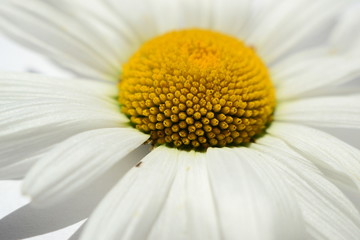 Obraz premium Daisy IV