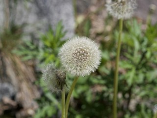 Obraz premium A dandelion, Helsinki, Finland