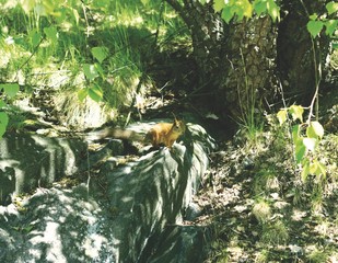 A squirrel, Helsinki, Finland