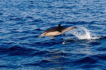 Common Dolphin jumps off the coast of California