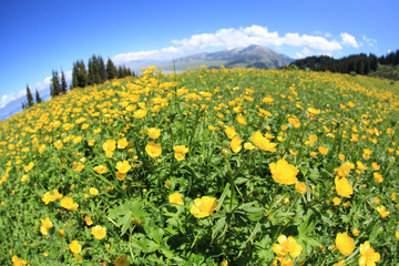 Beautiful yellow flowers under blue sky