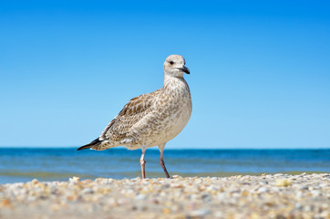 Large Black Sea seagulls in the natural habitat.
