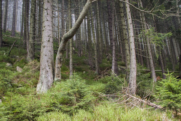 Fototapeta premium Spruce mountain forest 
